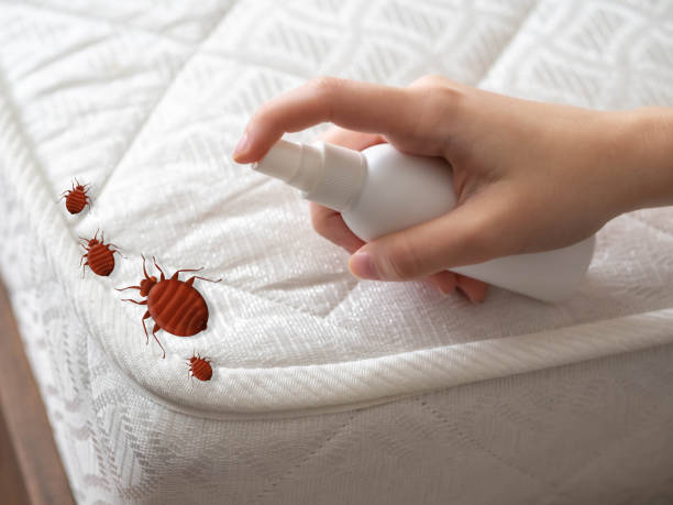 Best Commercial Pest Control Services  in Norco, CA